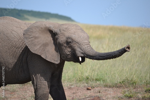 Baby elephant in Maasai Mara  Kenya