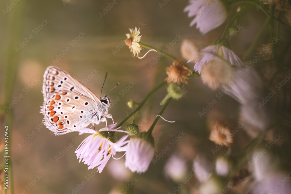 Obraz premium macromondo e farfalla