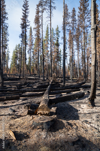 Forest Fire Devastation photo