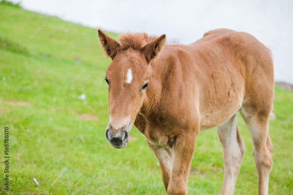 Horse on the field near lake