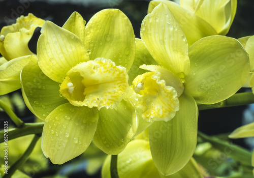 Phalaenopsis orchid yellow green