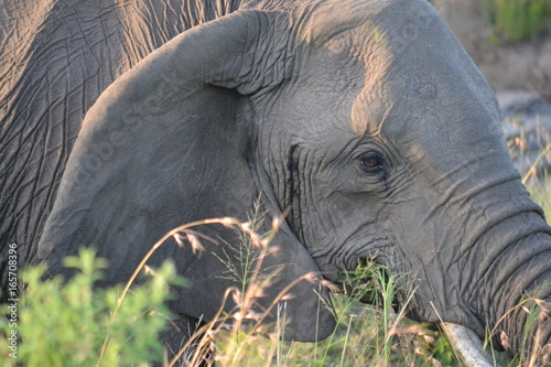 Closeup of elephant in Kenya