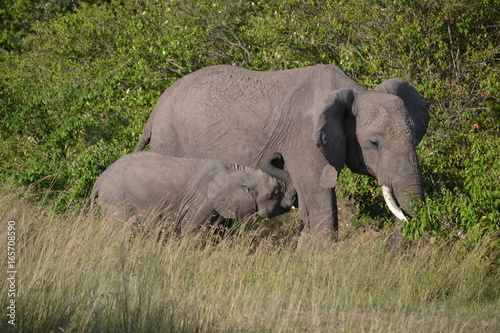 Elephant and calf in Kenya