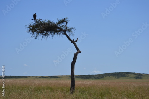 Vulture in tree, Kenya