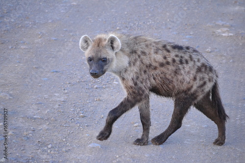 Hyena in Kenya