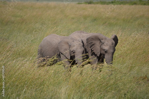 Baby elephants walking in Kenya