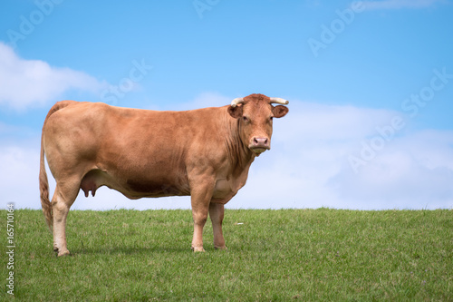 Vache dans le pré - Cow in the meadow