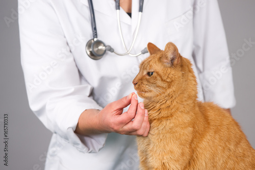 Veterinarian holding a pill in front of an older ginger cat 