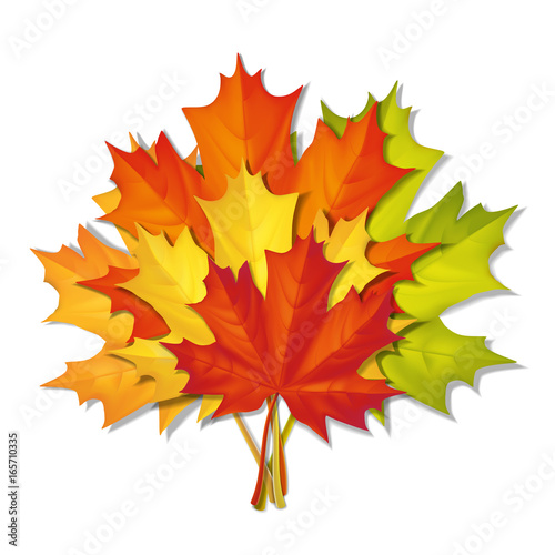 A bouquet of autumn maple leaves of different colors. Vector realistic illustration. Elements for the design of autumn cards.