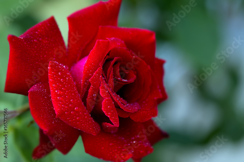 Red Rose in the Garden.