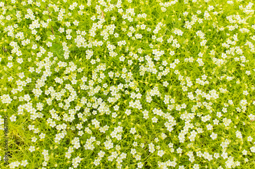 Fototapeta Naklejka Na Ścianę i Meble -  Background of a ground cover plant with small white flowers. Sagina