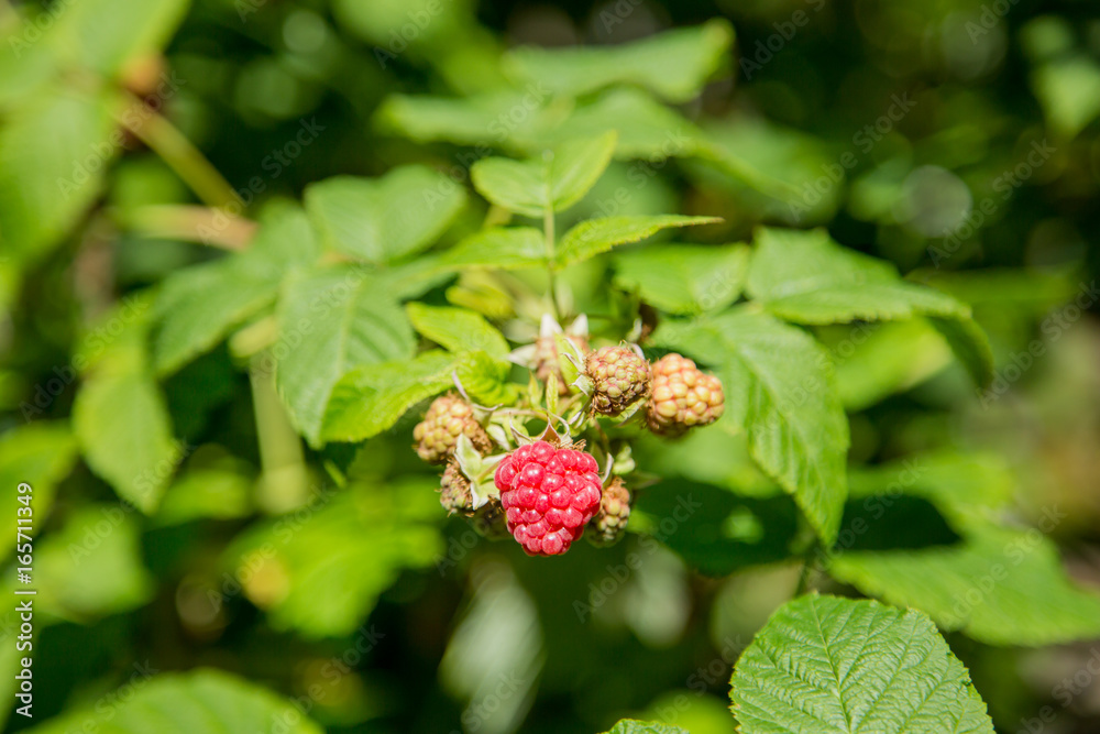 Ripe raspberries on a branch. Orchard. Summer day. Ripe raspberries on a branch. Orchard. Summer day.