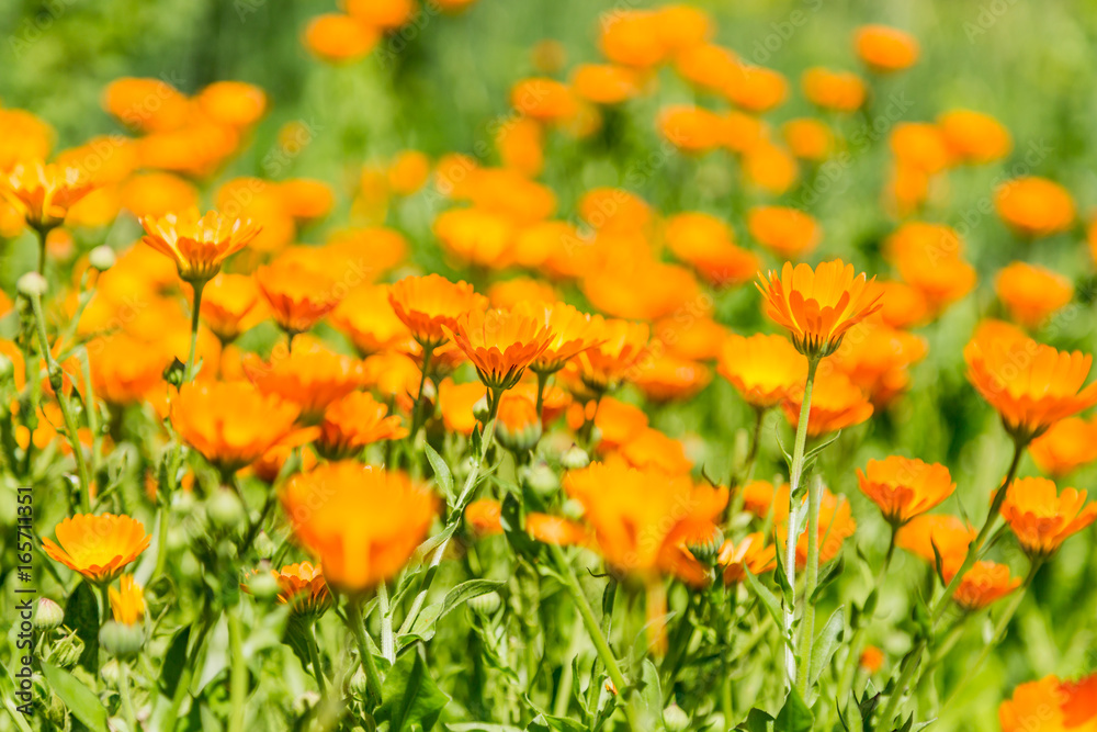 Calendula blooming in the garden. Orange flowers and green leaves. Vegetable background Calendula blooming in the garden. Orange flowers and green leaves. Vegetable background