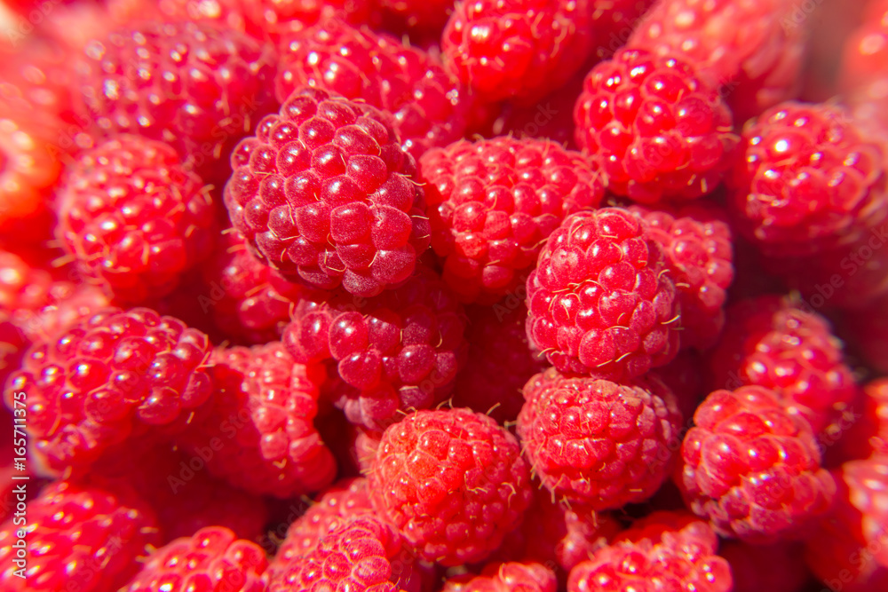Lots of ripe raspberries. Bright crimson berries. Harvest. Lots of ripe raspberries. Bright crimson berries. Harvest.