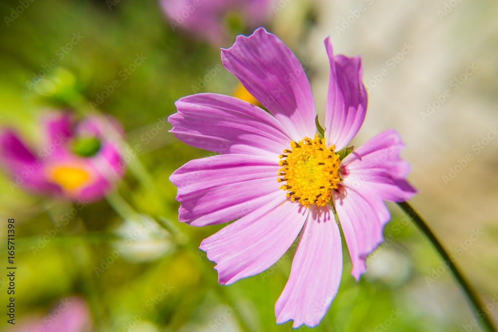 Pink cosmos flower close up on blurred background. Decorative garden plant. Pink cosmos flower close up on blurred background. Decorative garden plant.