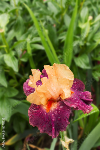 Big beautiful iris flower photo
