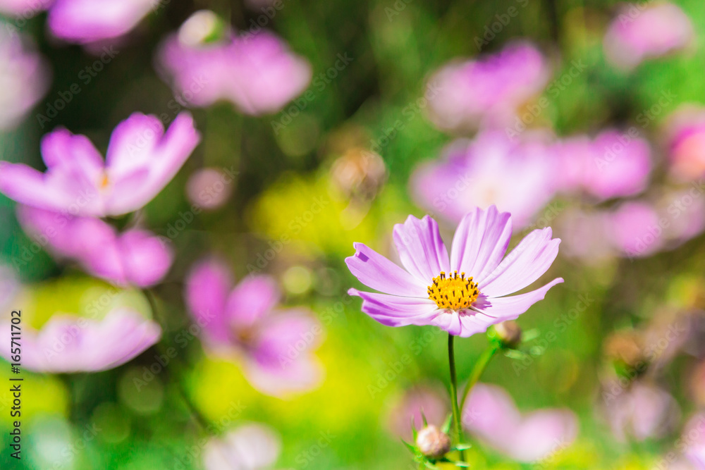 Pink cosmos flower close up on blurred background. Decorative garden plant. Pink cosmos flower close up on blurred background. Decorative garden plant.