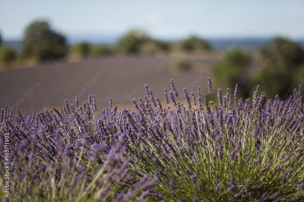 Obraz premium Lavender field inProvence