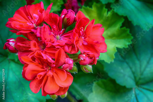 Fototapeta Naklejka Na Ścianę i Meble -  Red garden geranium flowers