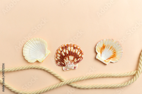 seashells on a bright background