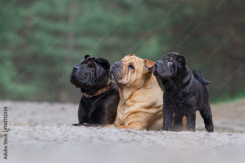 Shar Pei Familie - obrazy, fototapety, plakaty 