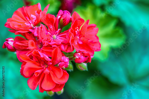 Fototapeta Naklejka Na Ścianę i Meble -  Red garden geranium flowers