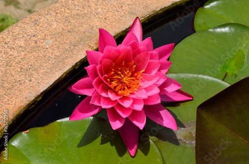 pink lotus in the pone photo