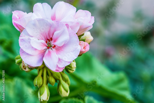 Fototapeta Naklejka Na Ścianę i Meble -  White garden geranium flowers
