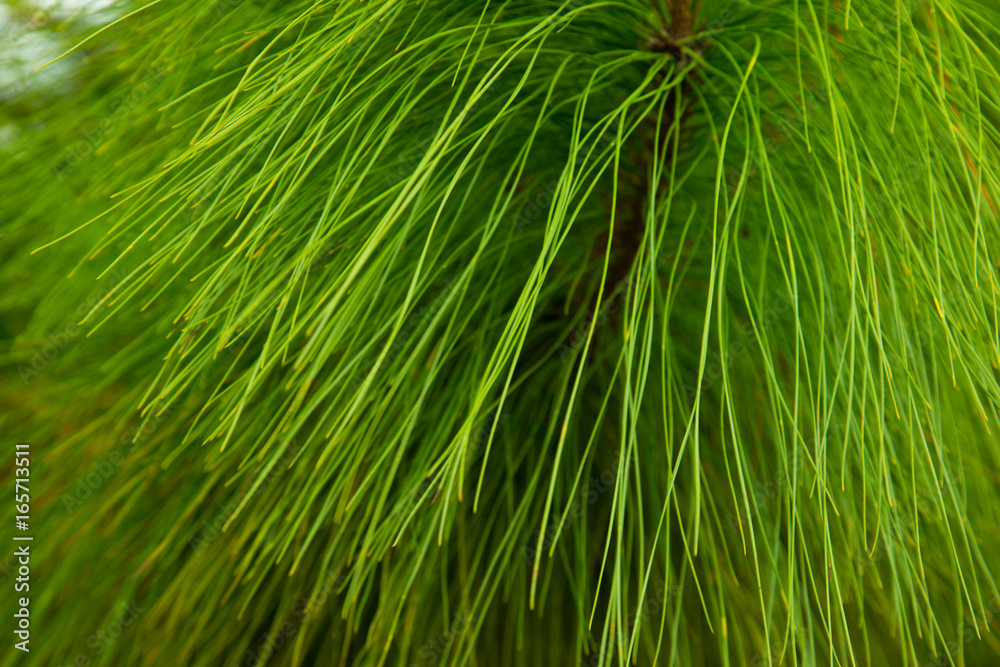 Close up Detailed view of the needles of a Scots Pine Close up Detailed view of the needles of a Scots Pine