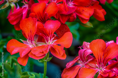 Fototapeta Naklejka Na Ścianę i Meble -  Red garden geranium flowers