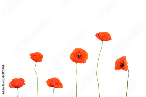 Red poppies on white background