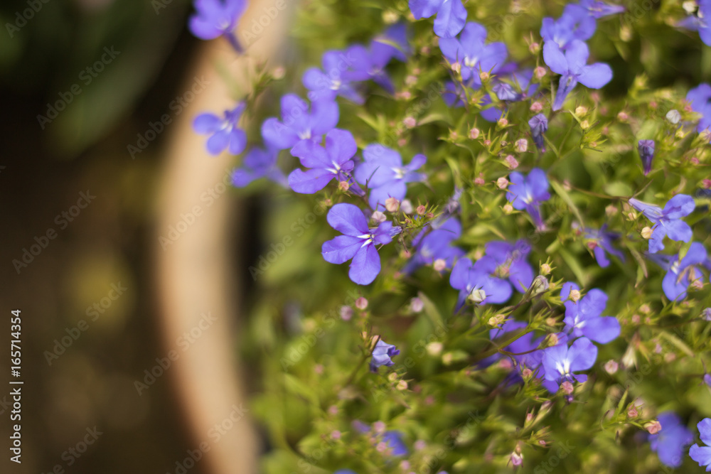 Close up: blossom blue Lobelia are in a clay flower pot in a garden center. Concept: gardening.