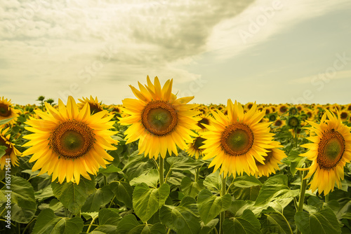 Large heads of flowers of sunflowers. Hipster vintage style.    