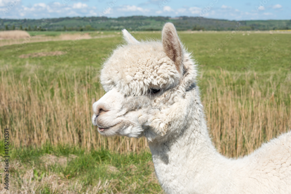 Obraz premium White Alpaca Head