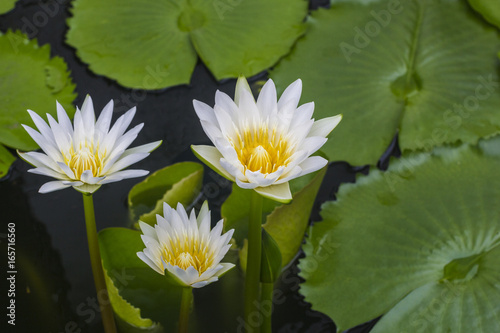 Good morning with beautiful lotus flower.