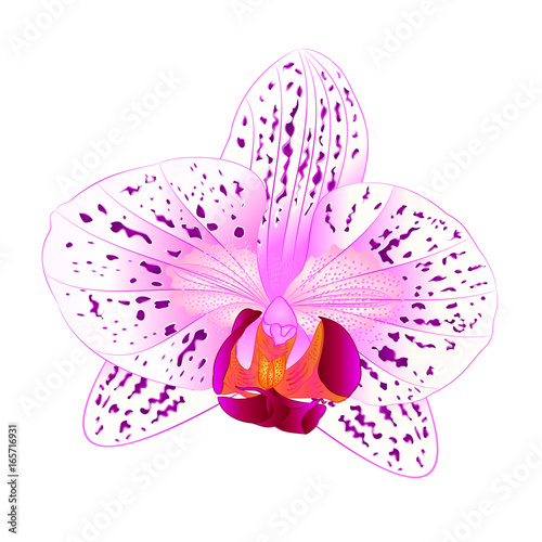 Beautiful  Orchid Phalaenopsis purple and white flower closeup isolated vintage  vector illustration hand draw