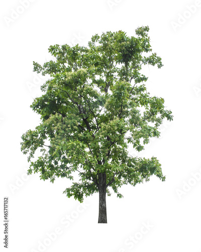 Tree isolated on white background.