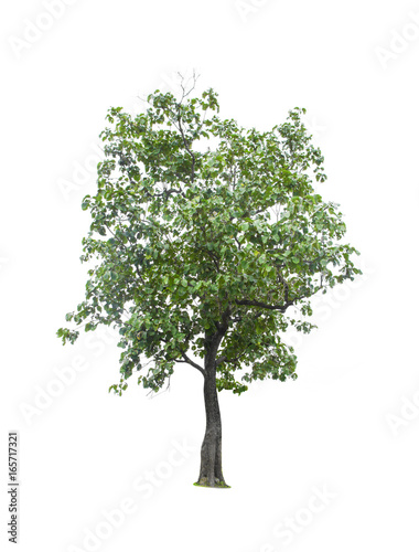 Tree isolated on white background.