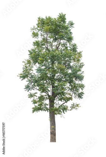 Tree isolated on white background.