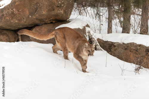 Adult Female Cougar  Puma concolor  Walks Forward Through Snow