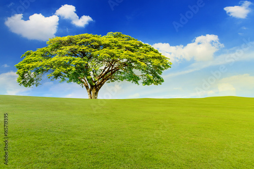 Beautiful landscape of green meadow with big tree