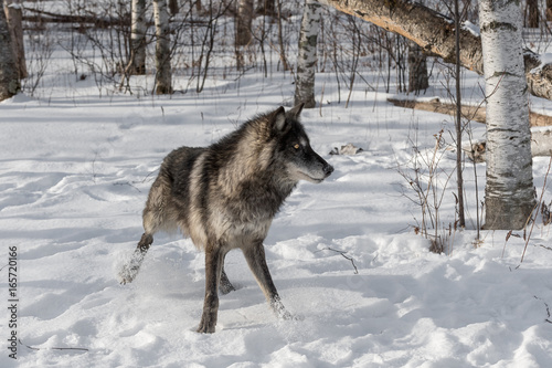 Black Phase Grey Wolf (Canis lupus) Quick Stop Right © geoffkuchera