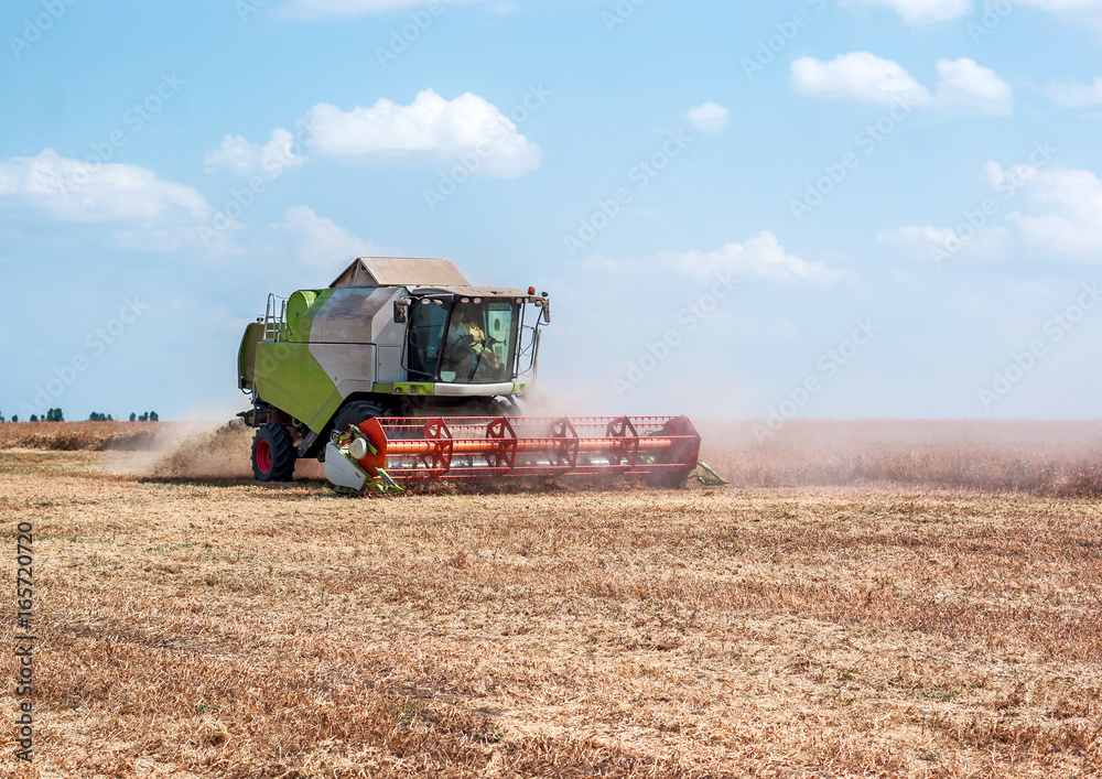 Fototapeta premium Harvester in the field harvests rape