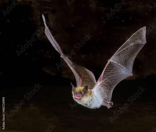 Foto myotis bat in flight, up close