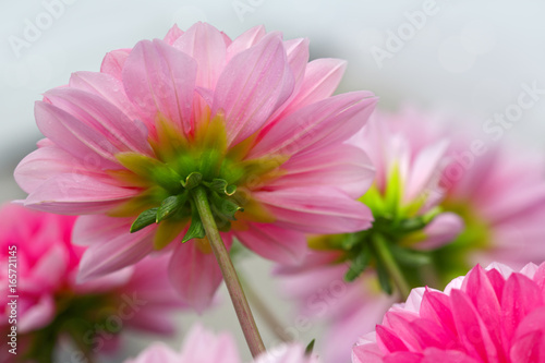 Fototapeta Naklejka Na Ścianę i Meble -  Macro shot of a pink dahlia.