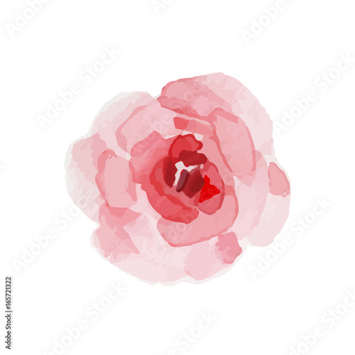 Watercolor rose on a white background