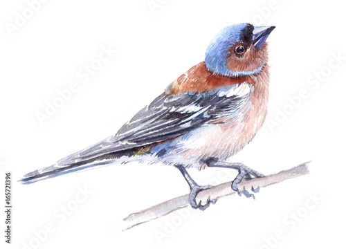 Slika na platnu Watercolor single finch animal isolated on a white background illustration