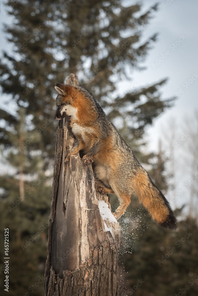 Grey Fox (Urocyon cinereoargenteus) Knocks Snow Off Tree