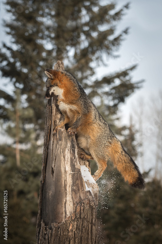 Grey Fox (Urocyon cinereoargenteus) Knocks Snow Off Tree © geoffkuchera