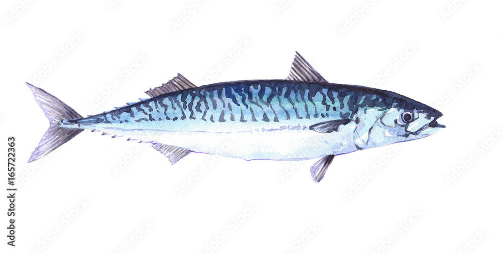 Watercolor single mackerel fish animal isolated on a white background illustration. Watercolor single mackerel fish animal isolated on a white background illustration.